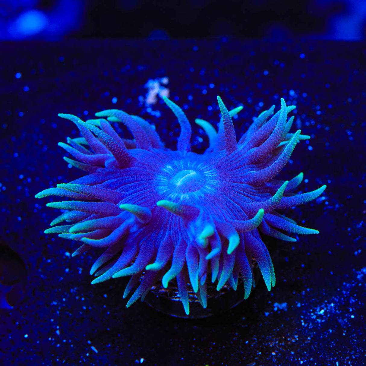Blue Duncan Coral - Top Shelf Aquatics