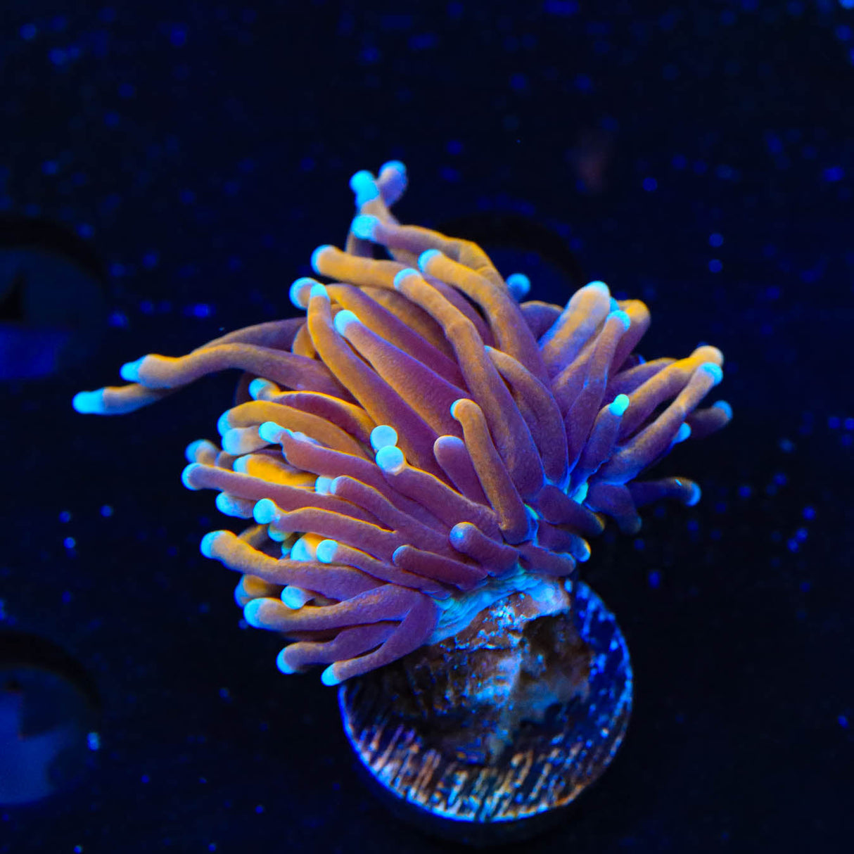 Gold Torch Coral - Top Shelf Aquatics