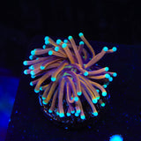 TSA Jester Insanity Torch Coral