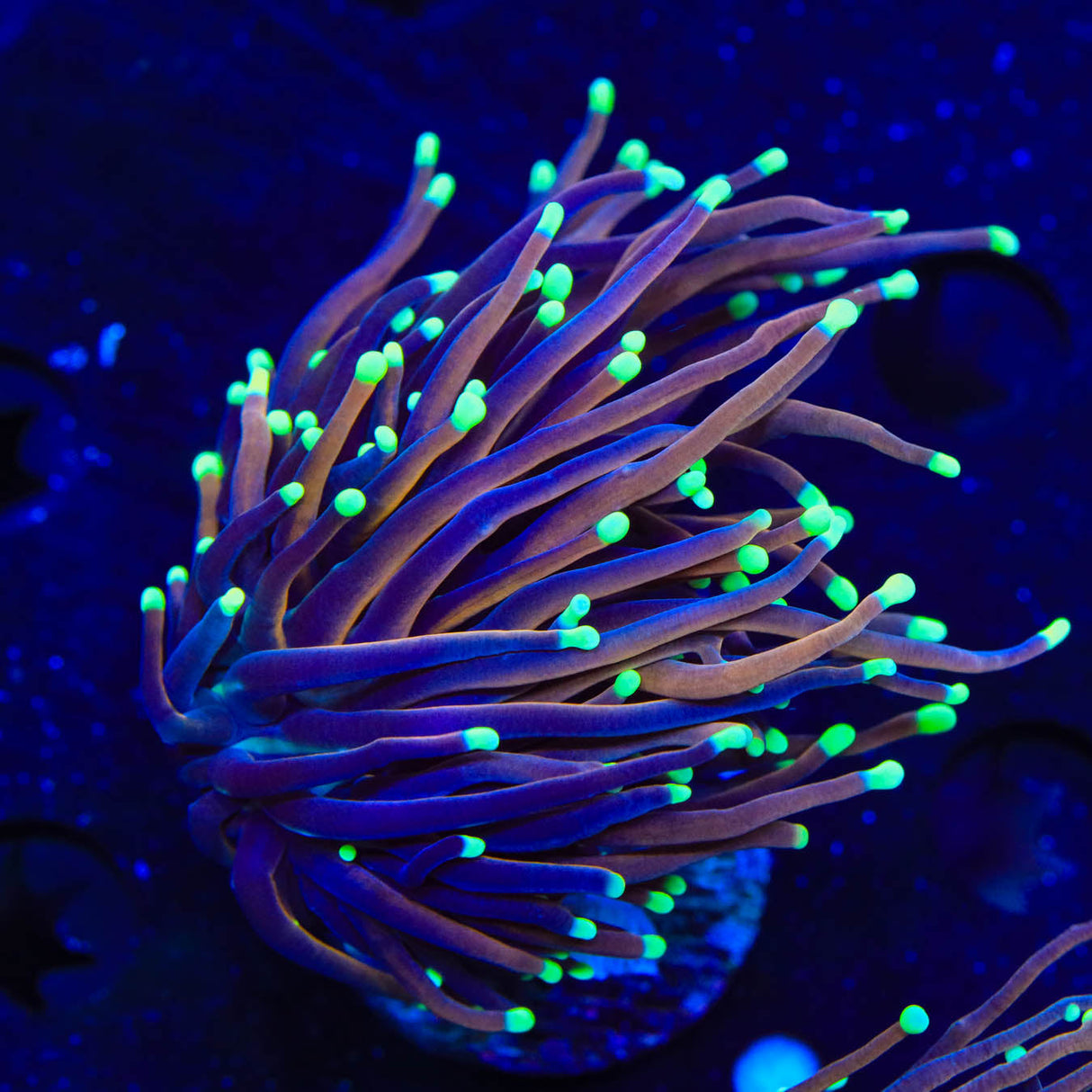 TSA Jester Insanity Torch Coral