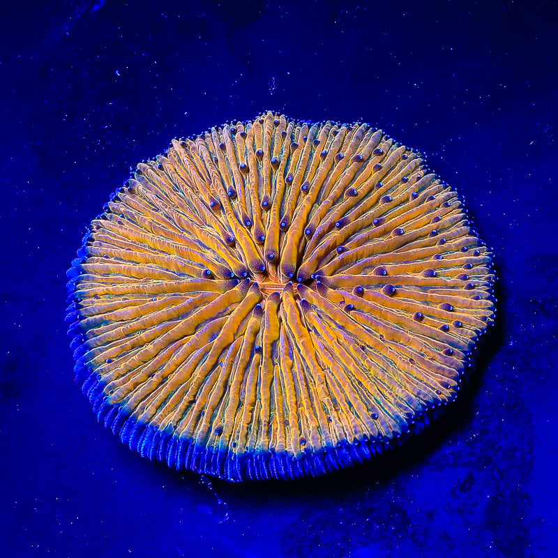Ultra Plate Coral