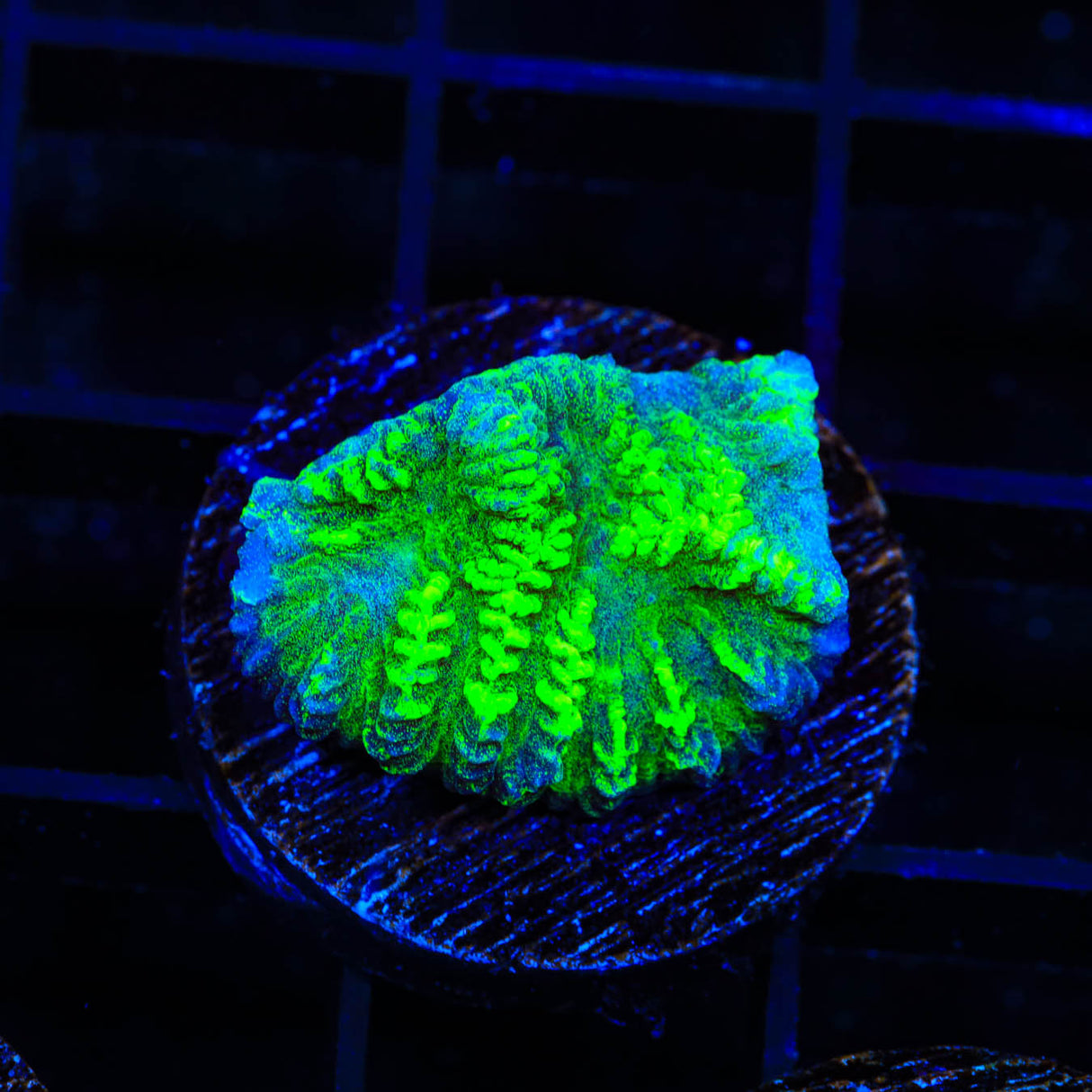 Neon Green Merulina Coral