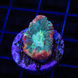 TSA Hawaiian Wave Favia Coral