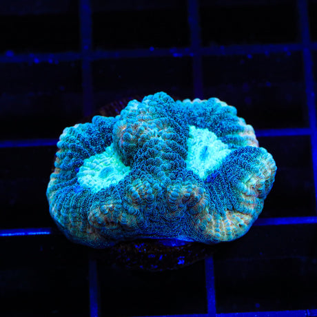 Tidal Wave Favia Coral