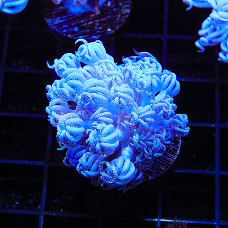 Bali Xenia Coral