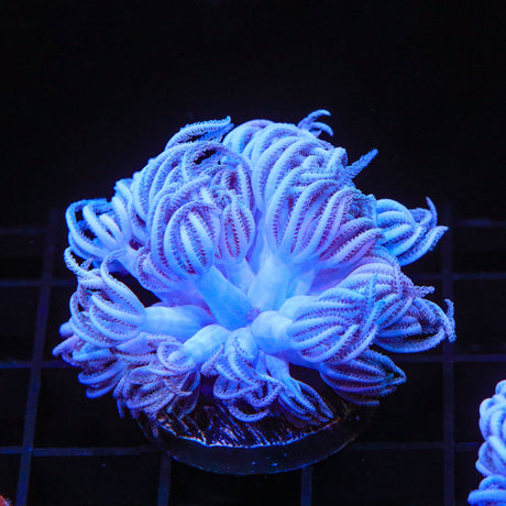 Giant Bali Xenia Coral