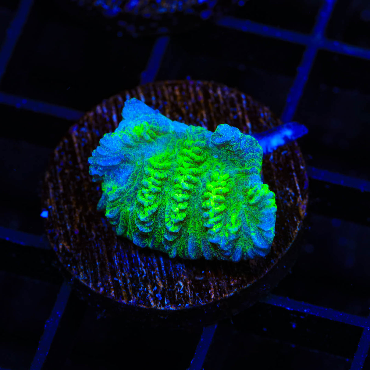 Neon Green Merulina Coral - Top Shelf Aquatics