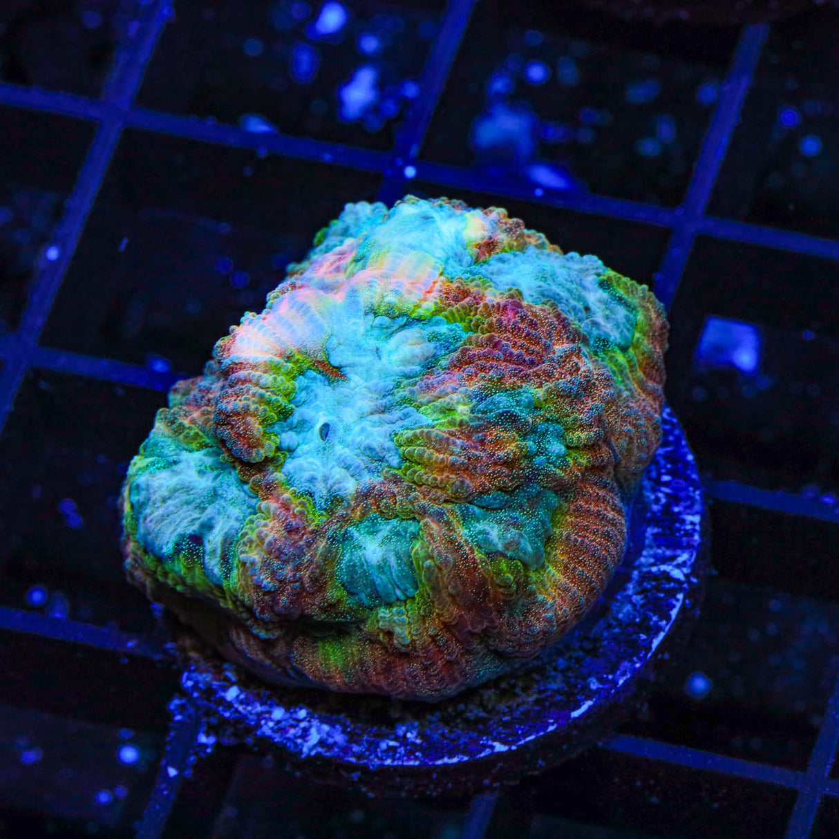 TSA Rainbow Favia Coral - Top Shelf Aquatics