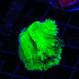 Green Cabbage Leather Coral