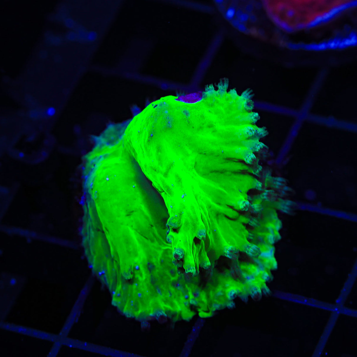 Green Cabbage Leather Coral