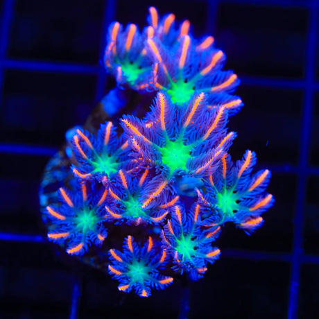 TSA Firework Clove Polyp Coral