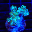 Ultra Kenya Tree Coral