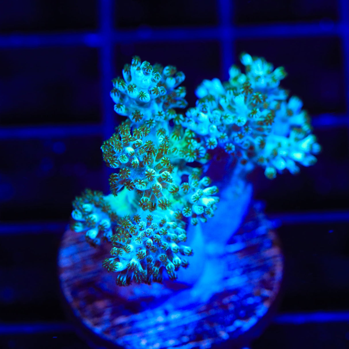 Ultra Kenya Tree Coral