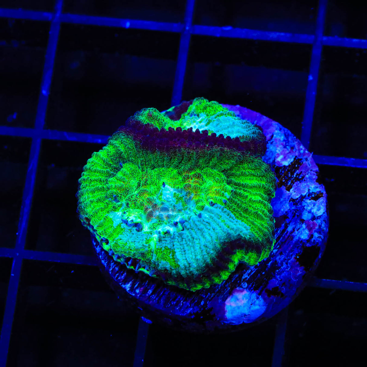 TSA Irish Favia Coral