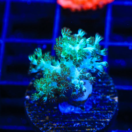 Ultra Kenya Tree Coral