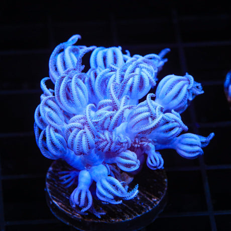 Giant Bali Xenia Coral