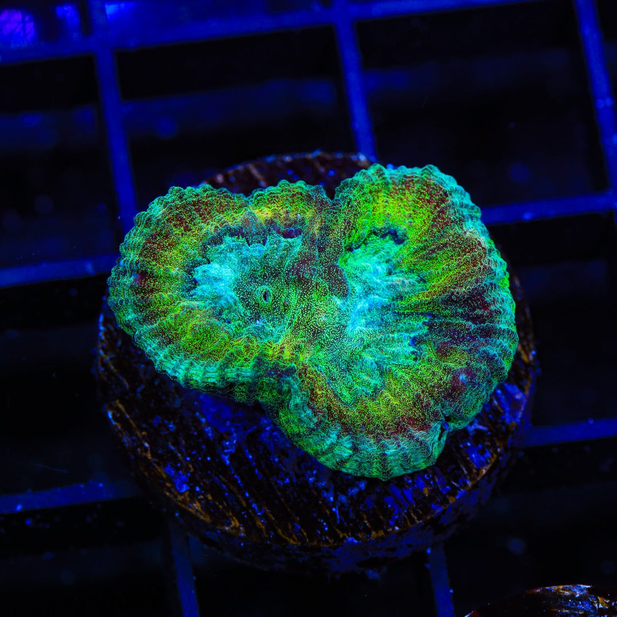 TSA Irish Favia Coral