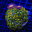 Green Bay Packers Combo Zoanthids Coral