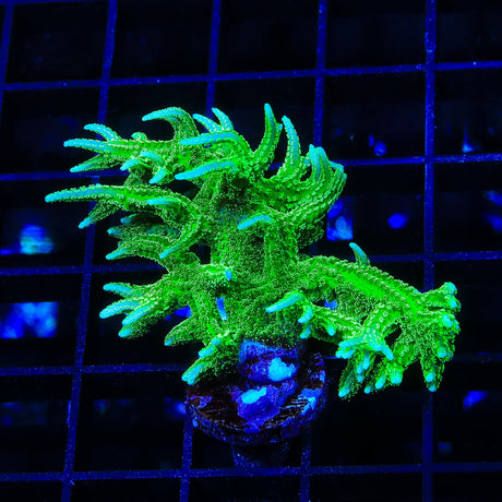 TSA Jade Dragon Birdsnest Coral