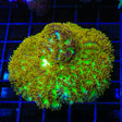 TSA Gamma Knife Hydnophora Coral