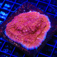 JF Gold Meister Chalice Coral Colony