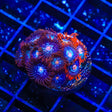 TSA Glow Pop Zoanthids Coral Colony