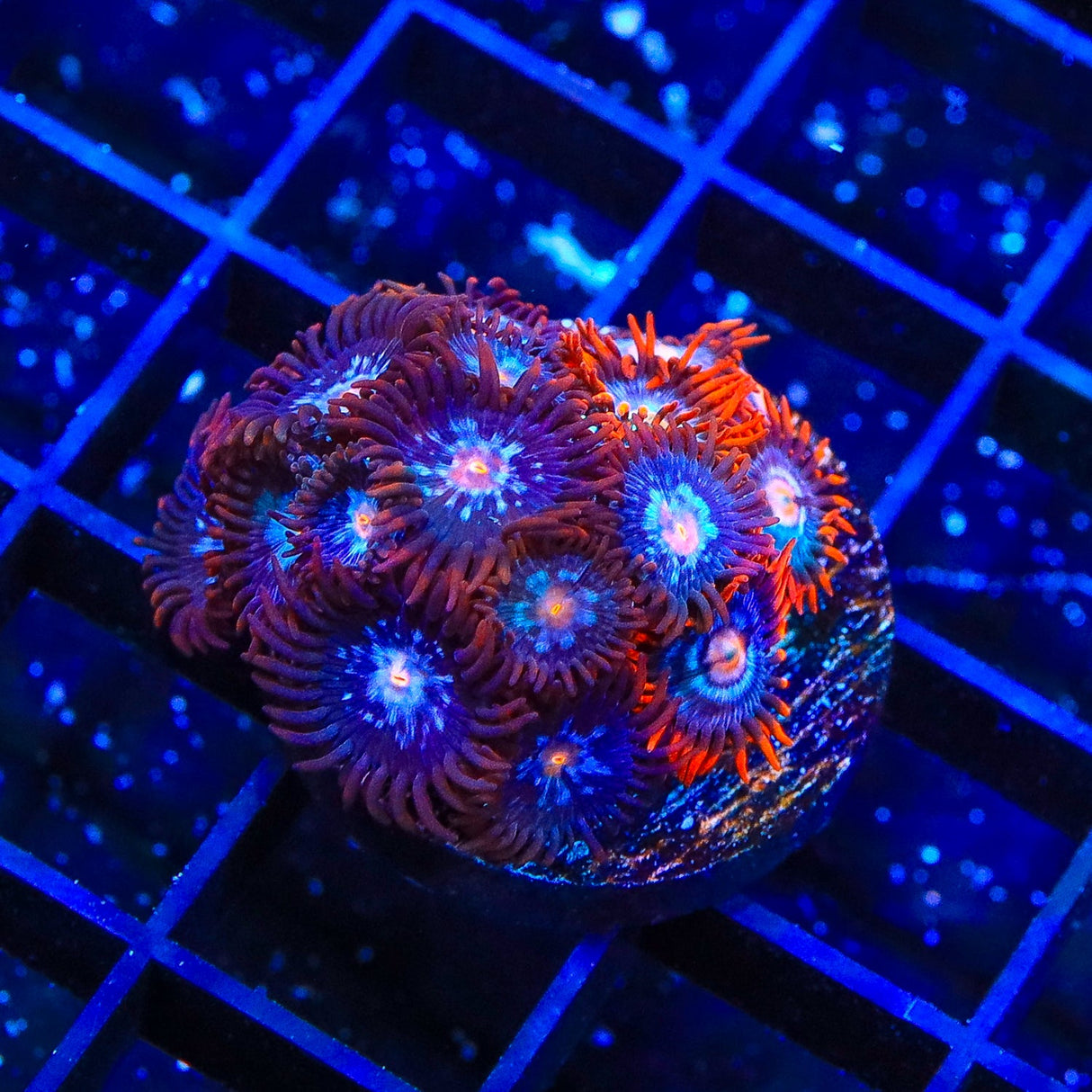 TSA Glow Pop Zoanthids Coral Colony