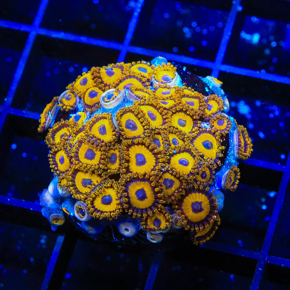 LA Lakers Zoanthids Coral Colony