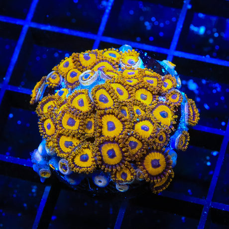 LA Lakers Zoanthids Coral Colony