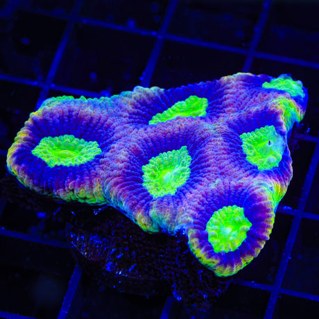 Dragon Soul Favia Colony Coral