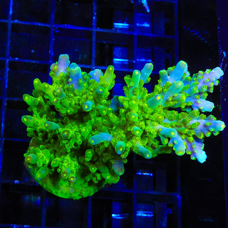 TSA Green Hornet Acropora Coral