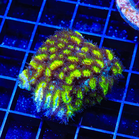 TSA Lemon Frost Hydnophora Coral