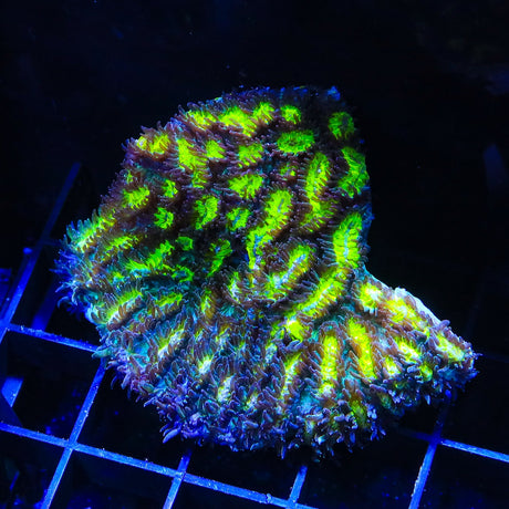 TSA Lemon Frost Hydnophora Colony Coral