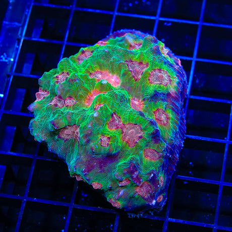 TSA Demogorgon Chalice Colony Coral