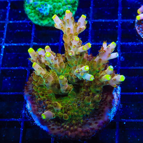 CB Golden Jawdropper Acropora Coral Colony