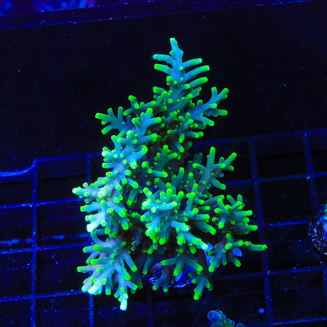 TSA Green Dragon Acropora Colony Coral