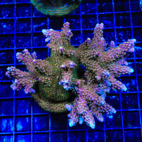 TSA Explosive Ember Acropora Coral