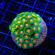 Hurricane Zoanthids Coral Colony