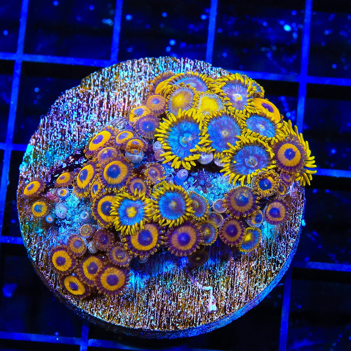 LA Lakers Zoanthids Coral Colony