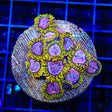 WWC Purple Monster Zoanthids Coral Colony