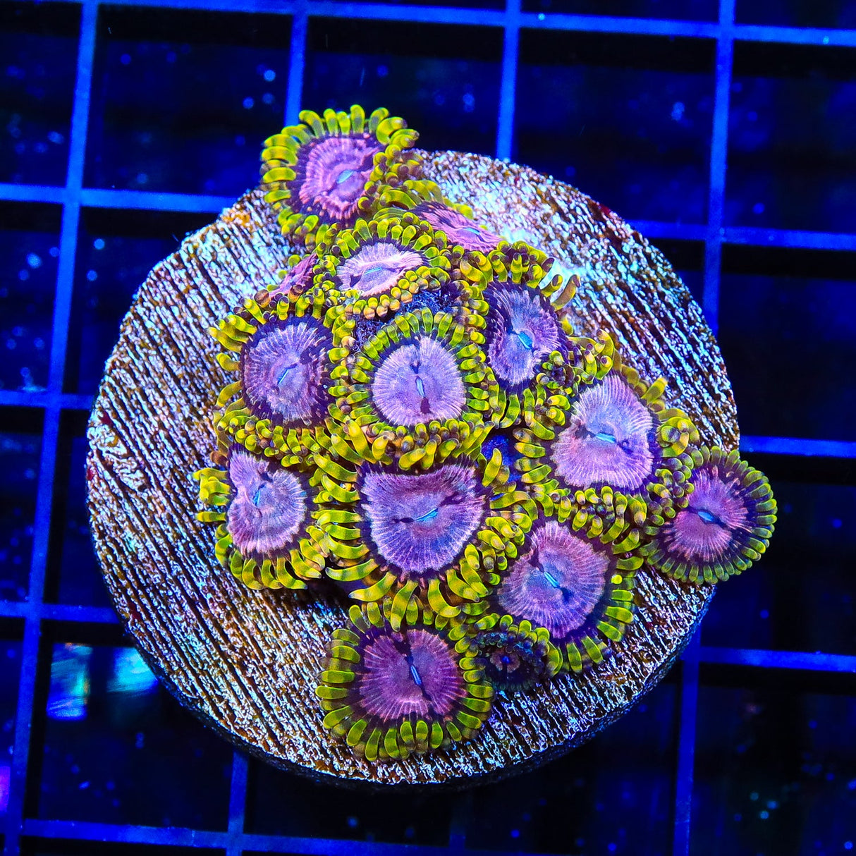 WWC Purple Monster Zoanthids Coral Colony