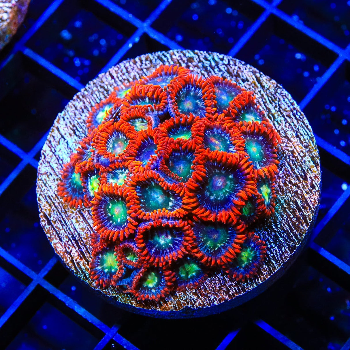 Star Foxx Zoanthids Coral Colony