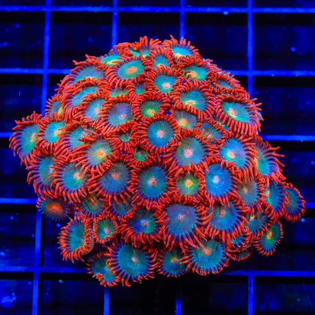 Gatorade Zoanthids Coral Colony