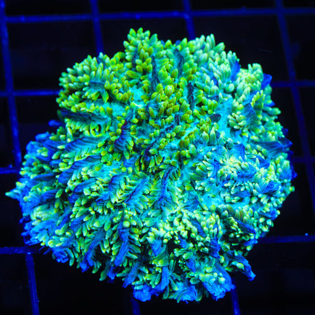 TSA Lemon Frost Hydnophora Colony Coral