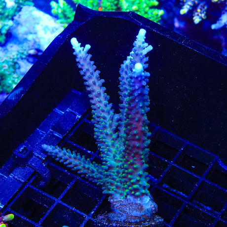 TSA Snozzberry Acropora Colony Coral