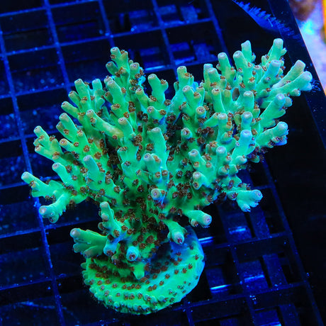 TSA Kiss of Death Acropora Coral Colony