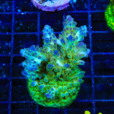 TSA Mossberry Acropora Coral