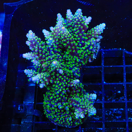 TSA Candlelight Acropora Coral Colony