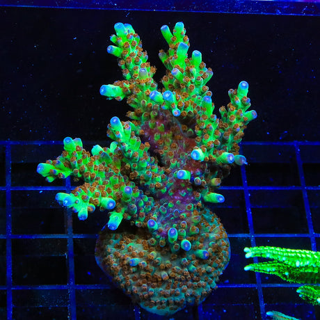 RRC Wonderland Acropora Coral