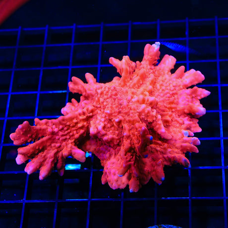 Red Setosa Montipora Colony Coral